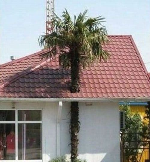 tree-through-roof