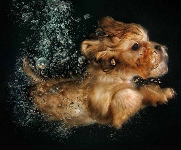 underwater puppies photo book brown dog