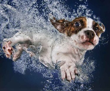 underwater puppies photo book white dog