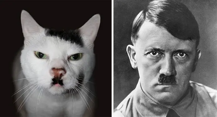 Hitler cat