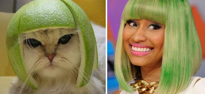 Nicky Minaj cat lookalike