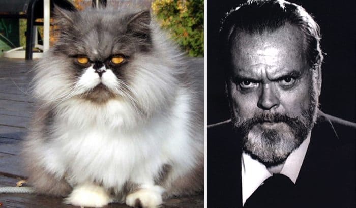 Orson Welles cat