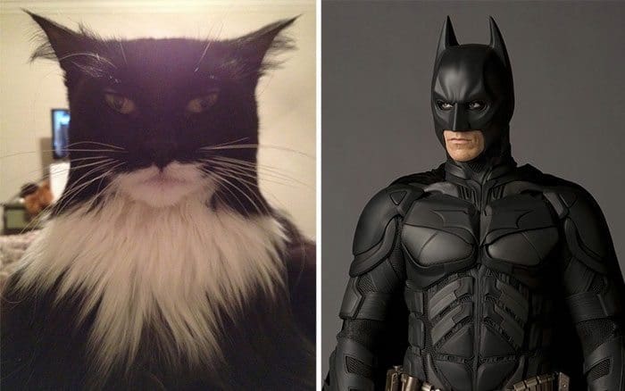 cat batman