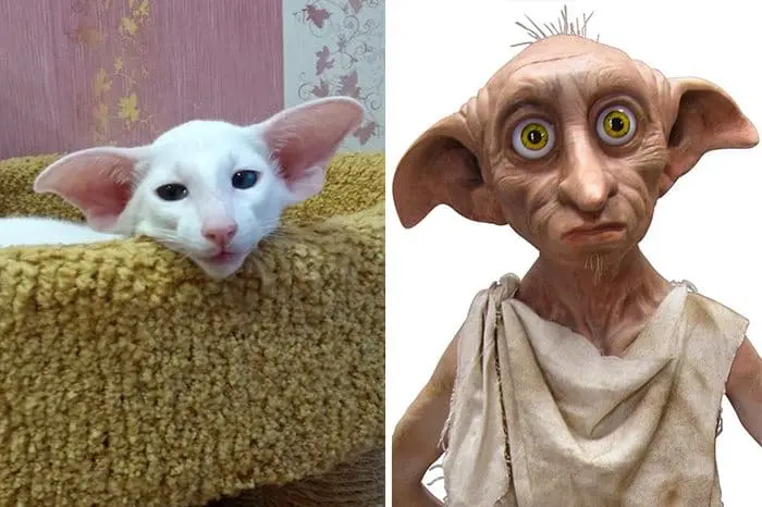 cat looks like dobby