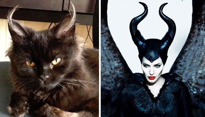 cat maleficent