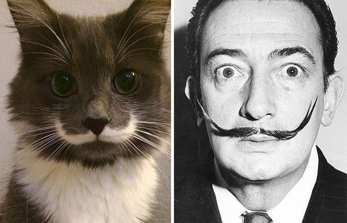 cat salvador dali