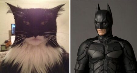 cats that look like other things