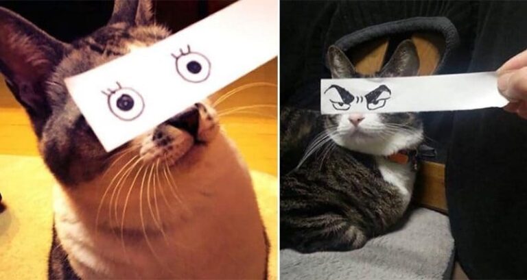 cats with funny eyes