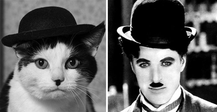 charlie chaplin cat