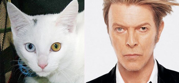 david bowie cat