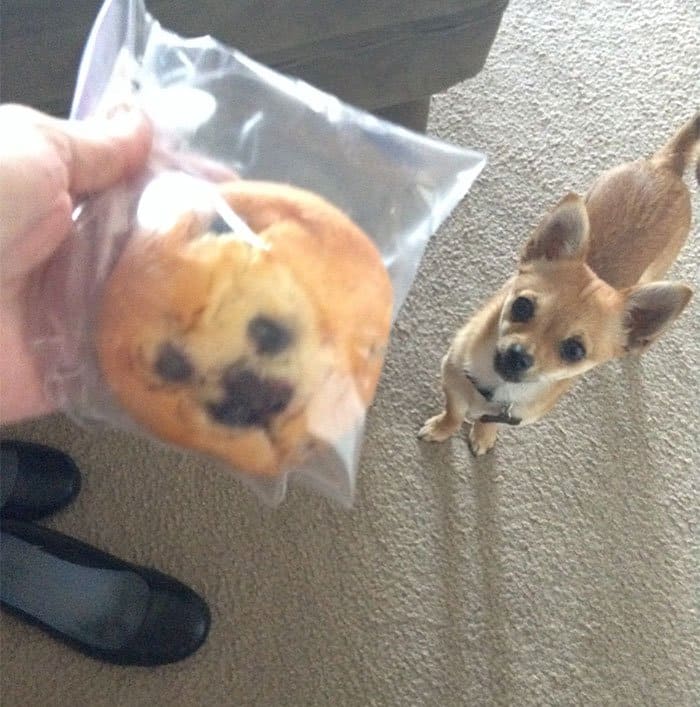 dog looks like a muffin