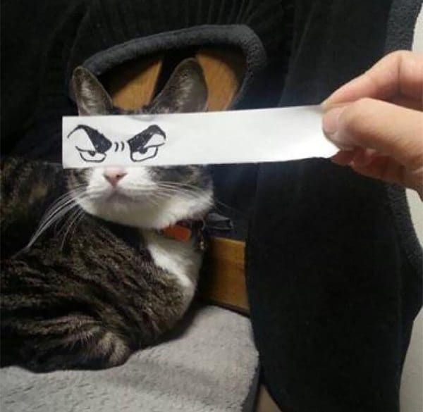 evil eyebrow cat