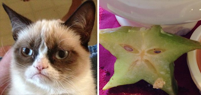 grumpy starfruit cat