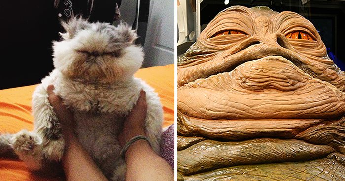 jabba the hutt cat