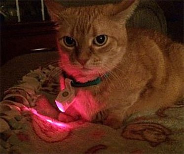 laser pet collar
