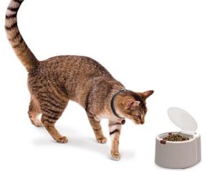 microchip activated pet feeder cat