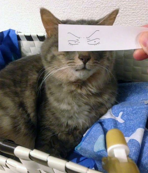 shifty eyed cat