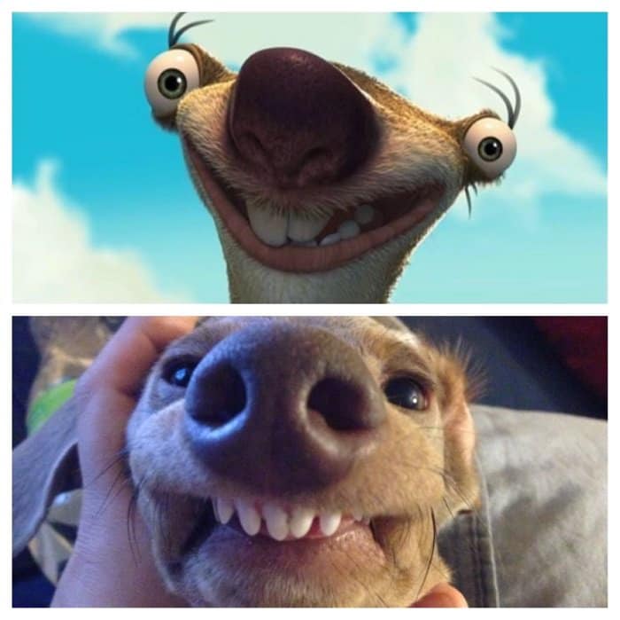 sid dog lookalike