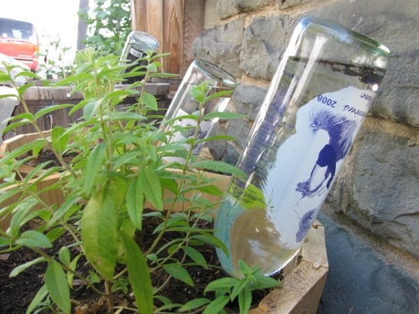 wine bottles water plants while on vacation