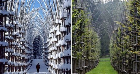 Cathedral made from trees