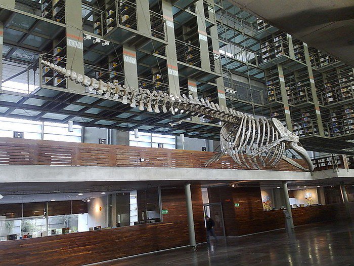  Vasconcelos Library inside