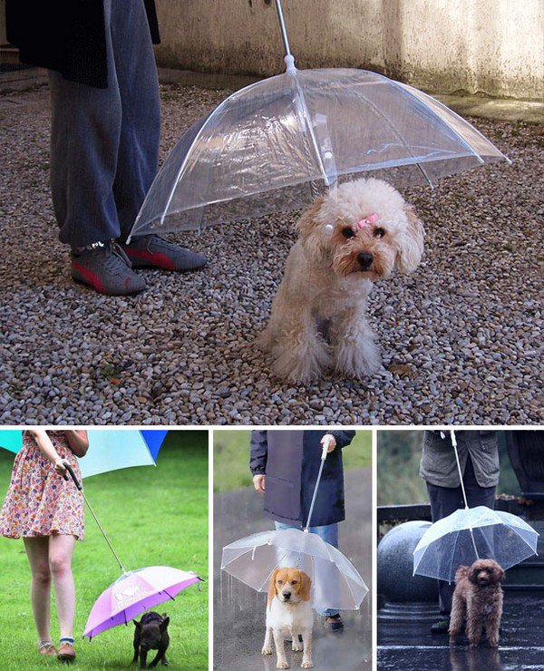 dog umbrella