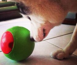 Timed Puzzle Feeder For Dogs