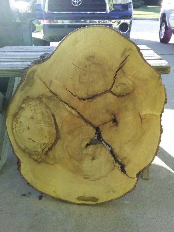 cross section of tree coffee table