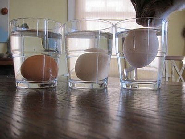 eggs in water