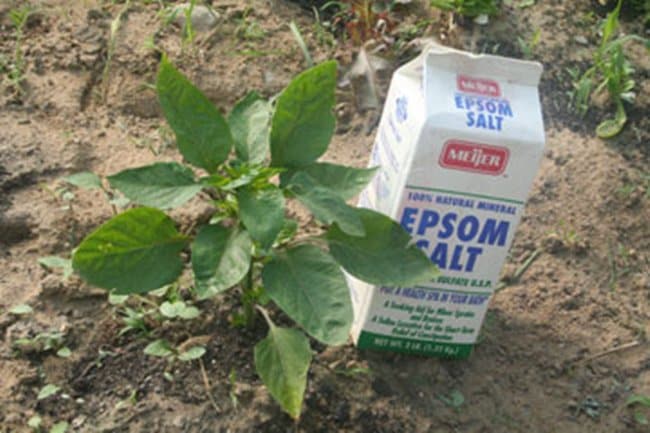 epsom-salt-fertilizer