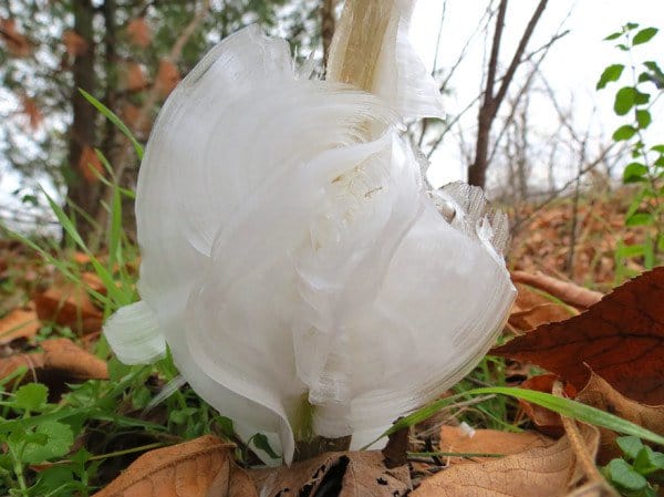 frost-flower