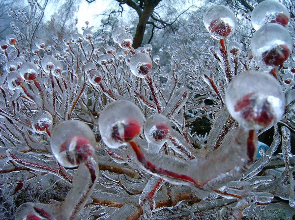 frozen-berries