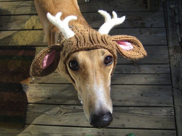 hat-deer-antler