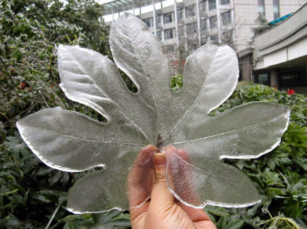 ice-leaf-more