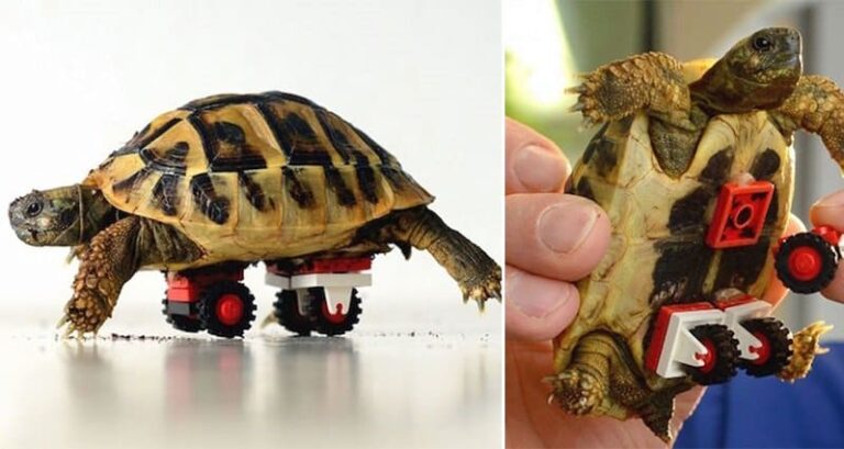 lego helps tortoise