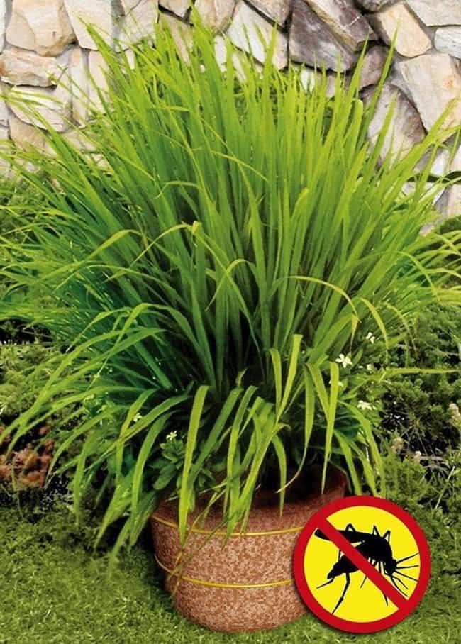 lemon-grass