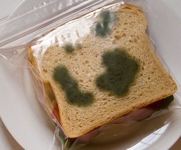 moldy sandwich bags