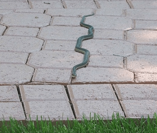 perfect-snake