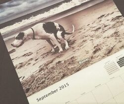pooping dogs calendar