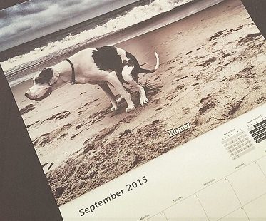 pooping dogs calendar