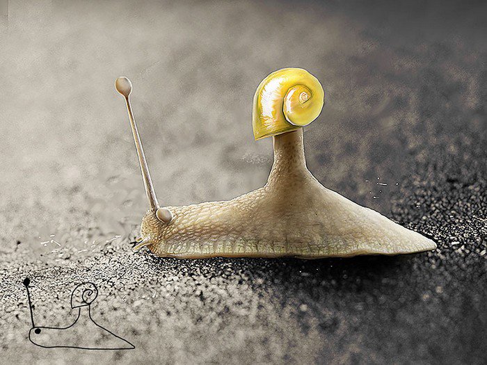 snail