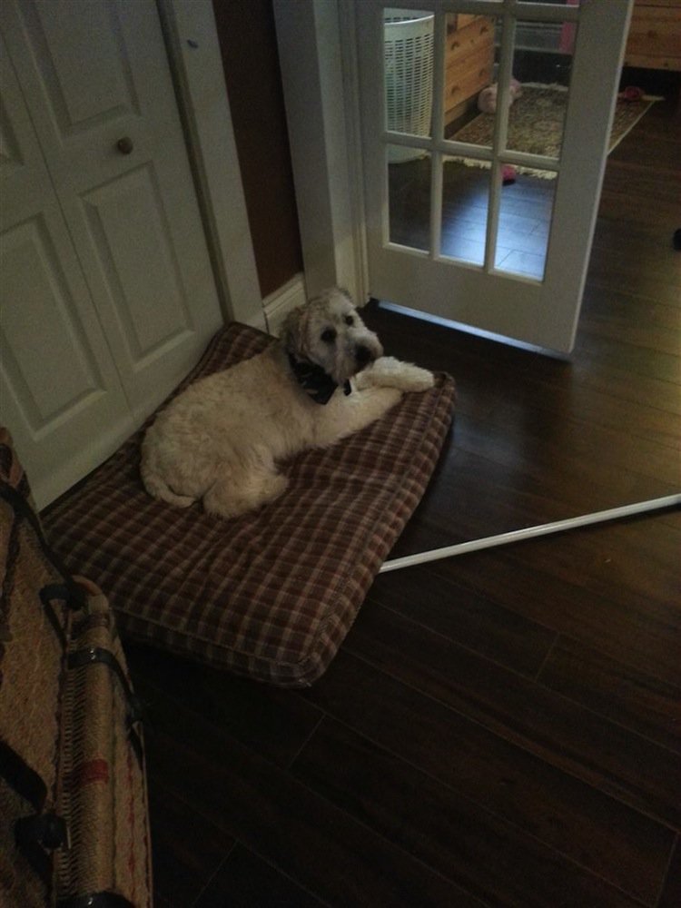 stairs-dog-waiting