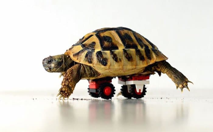 tortoise-lego-wheelchair