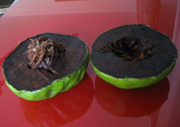 black-sapote