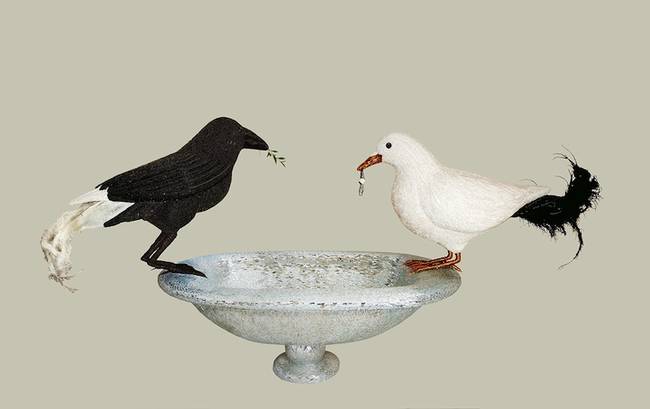 black white doves
