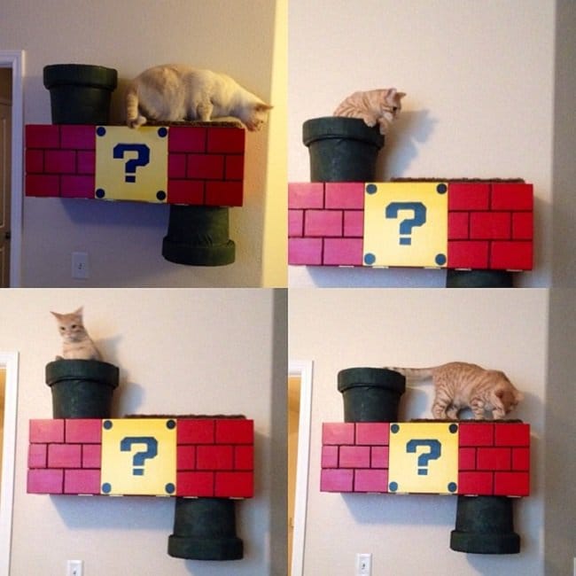 cat-climber-done-super-mario