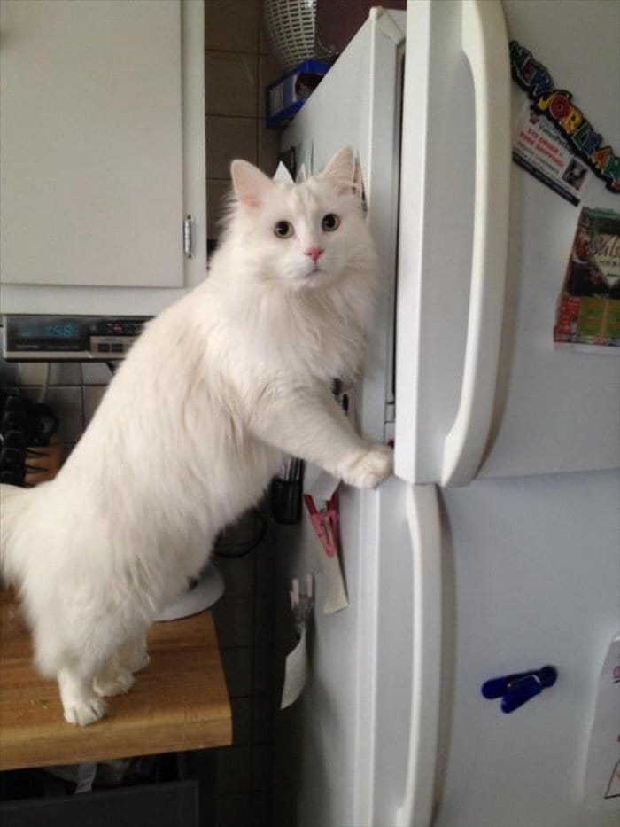 cat fridge