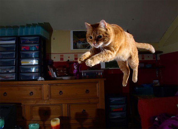 cat jumping