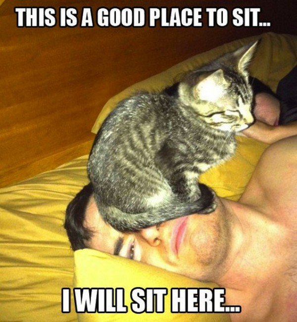 cat man sit face