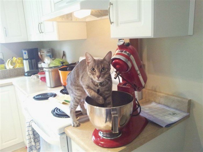 cat mixing bowl